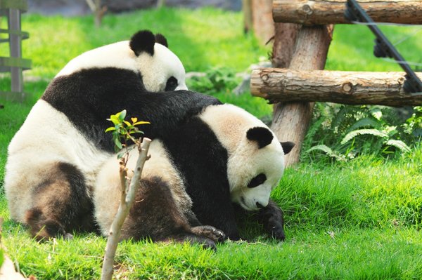 Comment organiser une visite des réserves naturelles pour observer les pandas en Chine?