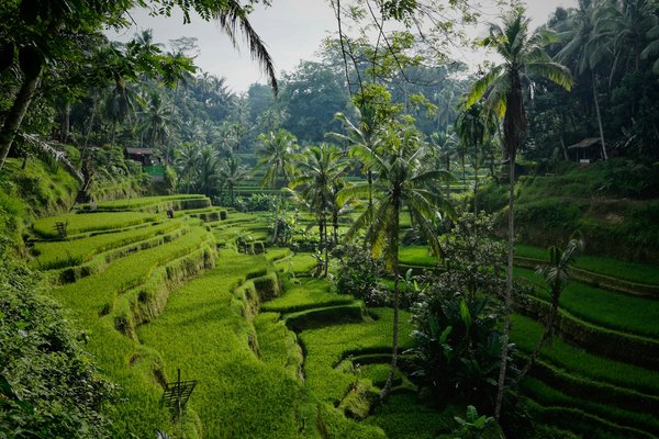 Comment organiser un séjour pour découvrir les rizières en terrasses de Bali : meilleurs moments et villages à visiter ?